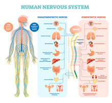 Human Nervous System Medical Vector Illustration Diagram With Parasympathetic And Sympathetic Nerves And All Connected Inner Organs.
