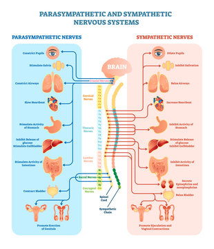 human nervous system medical vector illustration diagram with parasympathetic and sympathetic nerves