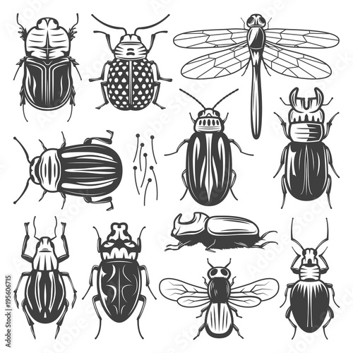 Vintage Insects Collection