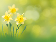 Yellow Narcissus Flowers Spring Background