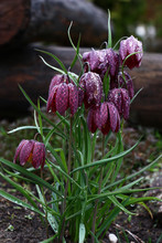 Fritillaria Meleagris/The Group Of Blossoming Fritillaria Meleagris Decorates A Spring Flower Bed.