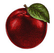 Engrave isolated apple hand drawn graphic illustration