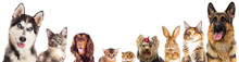 Group Of Animals Looking On A White Background Isolated