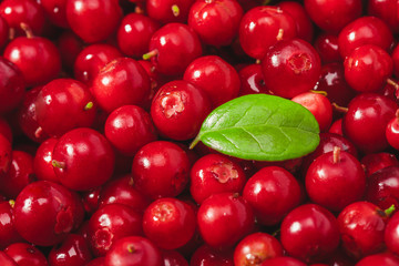 Wall Mural - Fresh organic cranberries with green leaf over it - close up studio shot