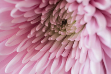 flower pink macro