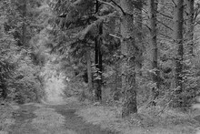 Black White Coniferous Forest Path