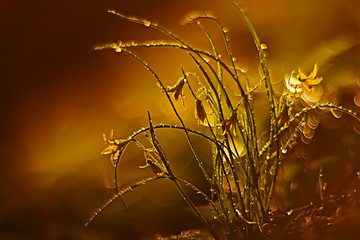  nature background flowers yellow / beautiful spring nature photo, tinted vintage flowers design