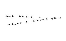 Greater White-fronted Goose Wedge In Flight. Vector Silhouette A Flock Of Birds