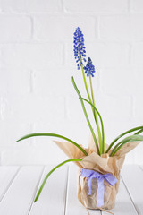 Wall Mural - First blue spring flowers Muscari  in pot with craft paper on white background