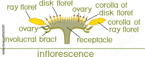 structure of flower of sunflower in cross section diagram of flower Parts of a Loom Diagram structure of flower of sunflower in cross section diagram of flower head or pseudanthium parts of sunflower with titles