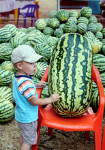 Little Boy Next To The Huge Oval Watermelon On The Market