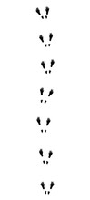 Squirrel Tracks. Typical Footprints When Hopping - Isolated Black Icon Vector Illustration On White Background.