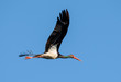 black stork, Bocian czarny, Ciconia nigra