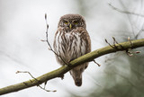 sóweczka - Glaucidium passerinum - pygmy owl