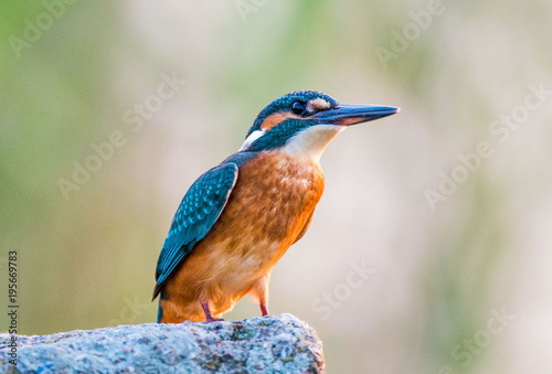 Cuadros en Lienzo zimorodek - Alcedo atthis - kingfisher