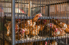 Chickens In Cage