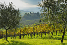 Tuscany Countryside With Farmhouse And Vineyard And Olive Trees, Autumn, San Quirico D'Orcia, Val D'Orcia, Province Siena, Italy