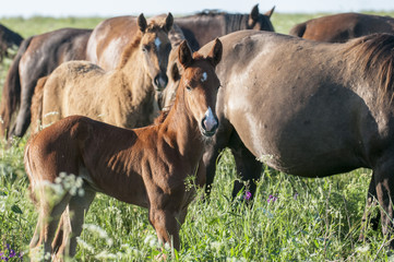 Horse foal on pasture. A herd of wild horses shown on Water island in atmospheric Rostov state reserve