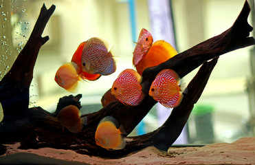 Wall Mural - Discus fish in freshwater aquarium