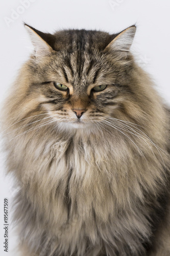 Beauty Siberian Cat In Livestock Purebred Brown Tabby Kitten
