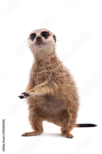 Cuadros en Lienzo The meerkat or suricate cub, 2 month old, on white