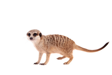 The meerkat or suricate cub, 2 month old, on white