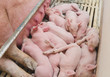 Pink pigs, Pigs on the farm, Piglets go eat