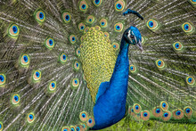 Peafowl Or Peacock Bird