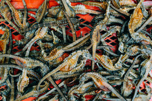 Dried Sea Horse Fish