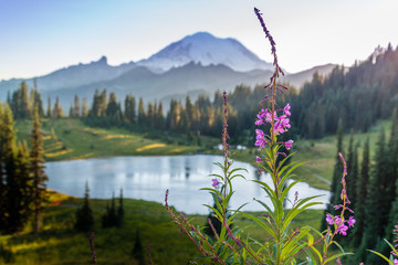 Wall Mural - tipsoo lake
