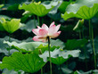 © Pansfun Images/Stocksy - lotus flower