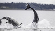 Wild Bottlenose Dolphin Tursiops Truncatus