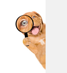 Aufkleber - Happy puppy looks through a magnifying lens. Isolated on white background