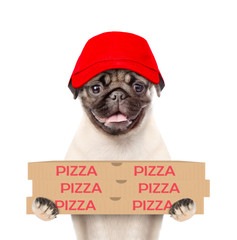 Poster - Pizza delivery dog in red capwith pizza boxes. isolated on white background