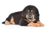 Fototapeta Psy - Tibetan mastiff puppy lying in side view and looking at camera. isolated on white background