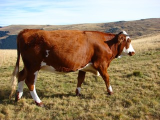 Cow on the mountain