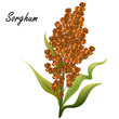 Sorghum (gaoliang, durra, milo, hegari, jowari, Sorghum bicolor). Hand drawn realistic vector illustration of green sorghum plant with brown seeds isolated on white background.