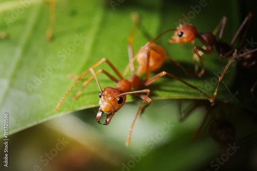 Zdjęcie XXL Mrówka na liścia makro- strzału zakończeniu up