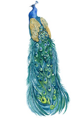 Wall Mural - peacock watercolor illustration