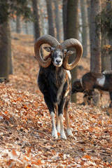 the moufflons in the forest in winter season. 3 moufflons climb on the steep hill. wild animals with