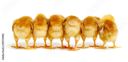 Fotografía Chicks isolated on white background