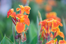 Orange Canna Lilly Field For Fresh Nature Wallpaper And Background.