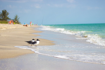 Wall Mural - Two seagulls standing on beach