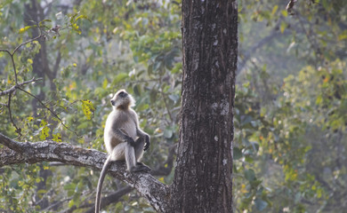 a gray langur sitting on a tree and looking up