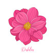 Cute dahlia flower, hand-drawn in cartoon style. Floral background. Element for design, creativity, scrapbooking.