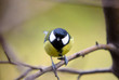 © elmina - The Great tit (Parus major) sits on a branch of an apple tree. A bird with a yellow belly and a black-and-white head poses in the wild. Horizontal image.