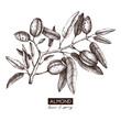 Vector Almond illustration. Hand drawn  nut tree sketch. Botanical design template. Vintage tonic plant drawing