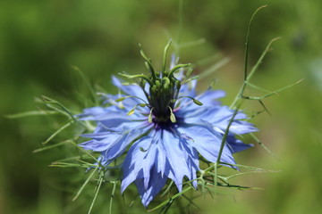 Intricacy of flowers