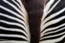 Okapi Close-up Detail
