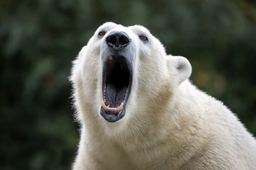 polar bear close-up